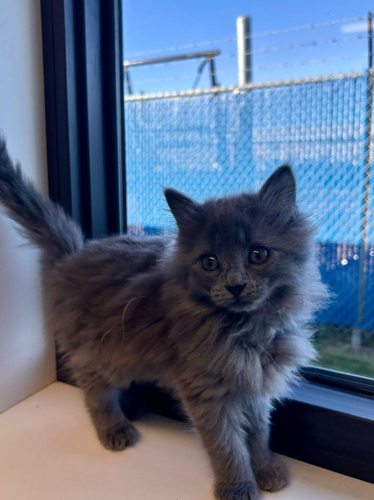 Broccoli, Adoptable, Kitten Female Domestic Long Hair.