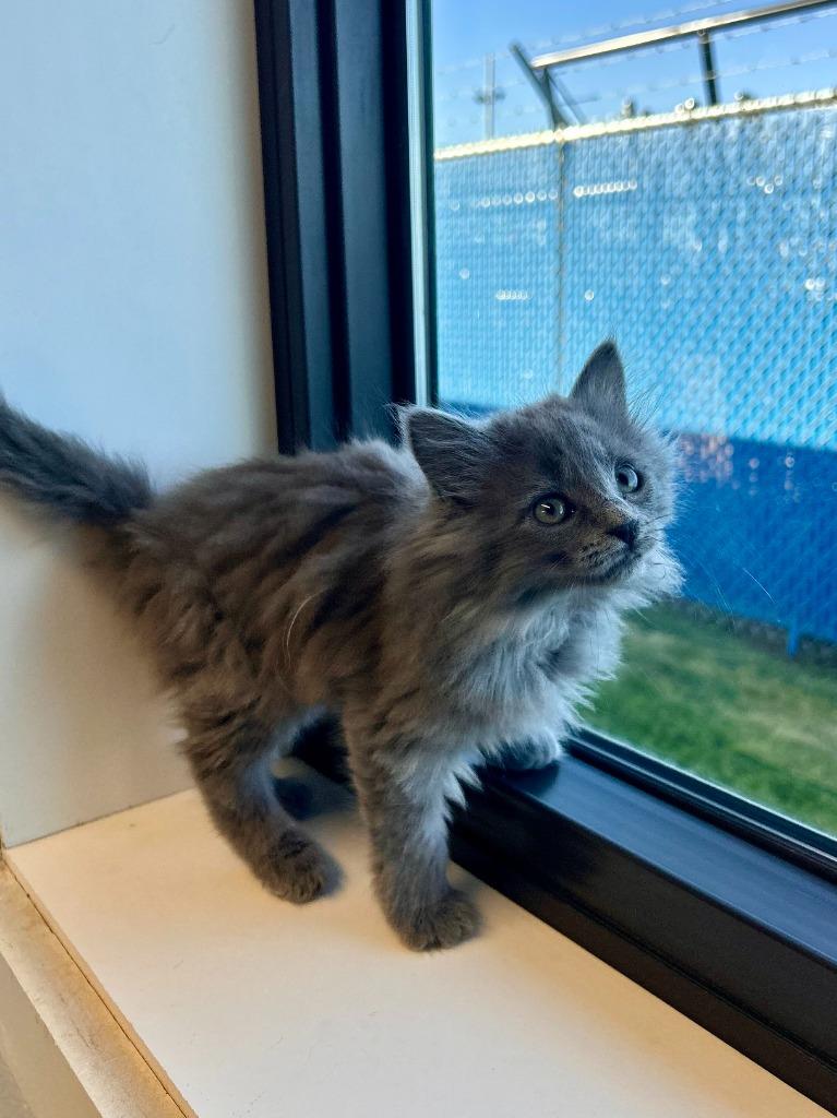 Enlarge Broccoli, a Adoptable mixed breed in Minot, ND image 2/2