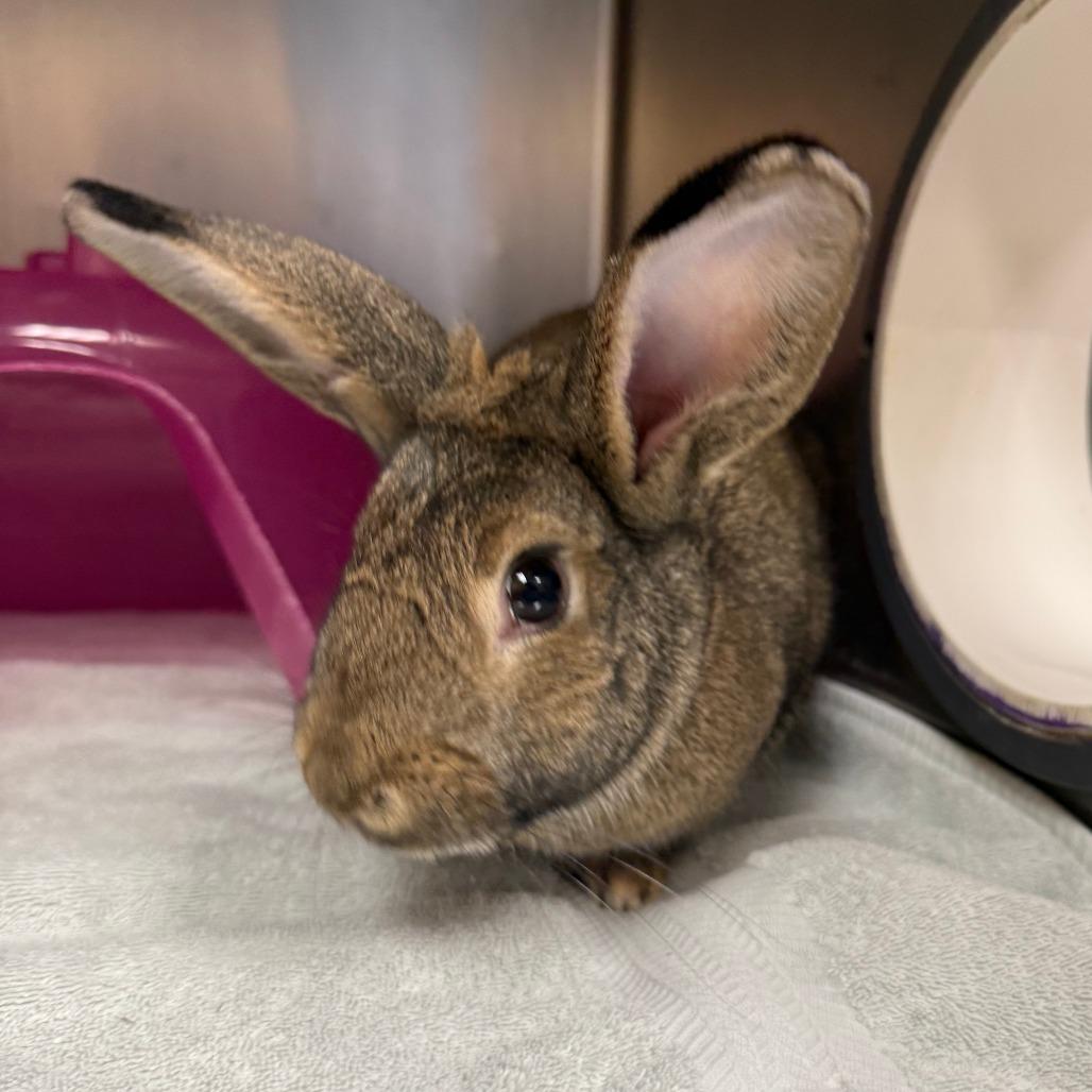 Honey, Adoptable, Young Female Bunny Rabbit.