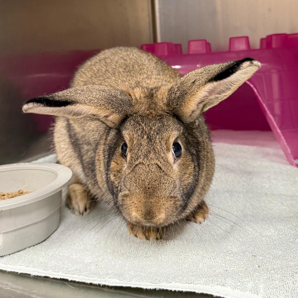 Enlarge Honey, a Adoptable Bunny Rabbit in Cheyenne, WY image 2/2