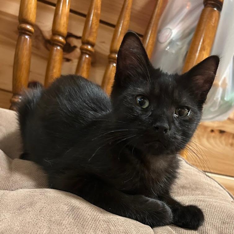 River, a Adoptable mixed breed in Grand Rapids, MN image 2/2