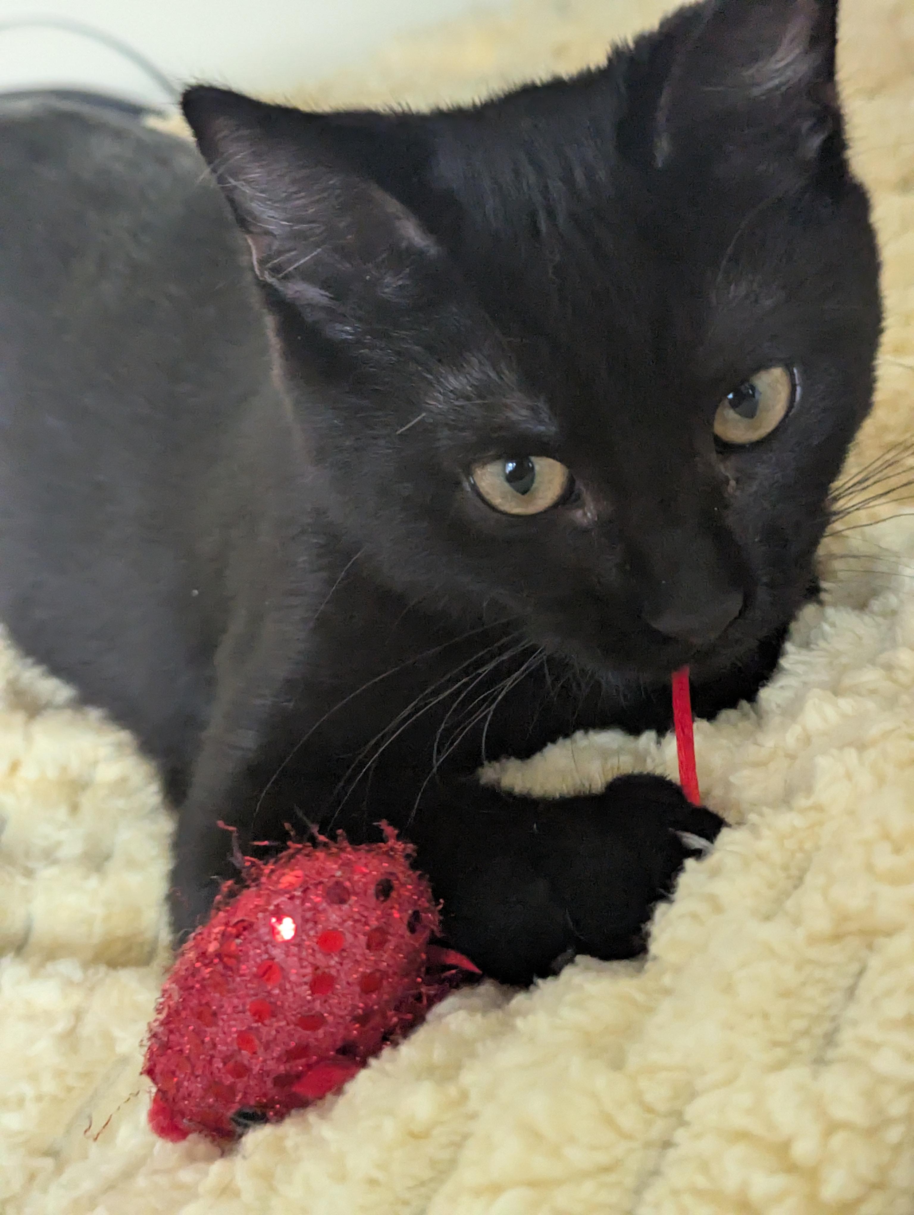 Enlarge Nora, a Adoptable Domestic Short Hair in Sterling Heights, MI image 2/2