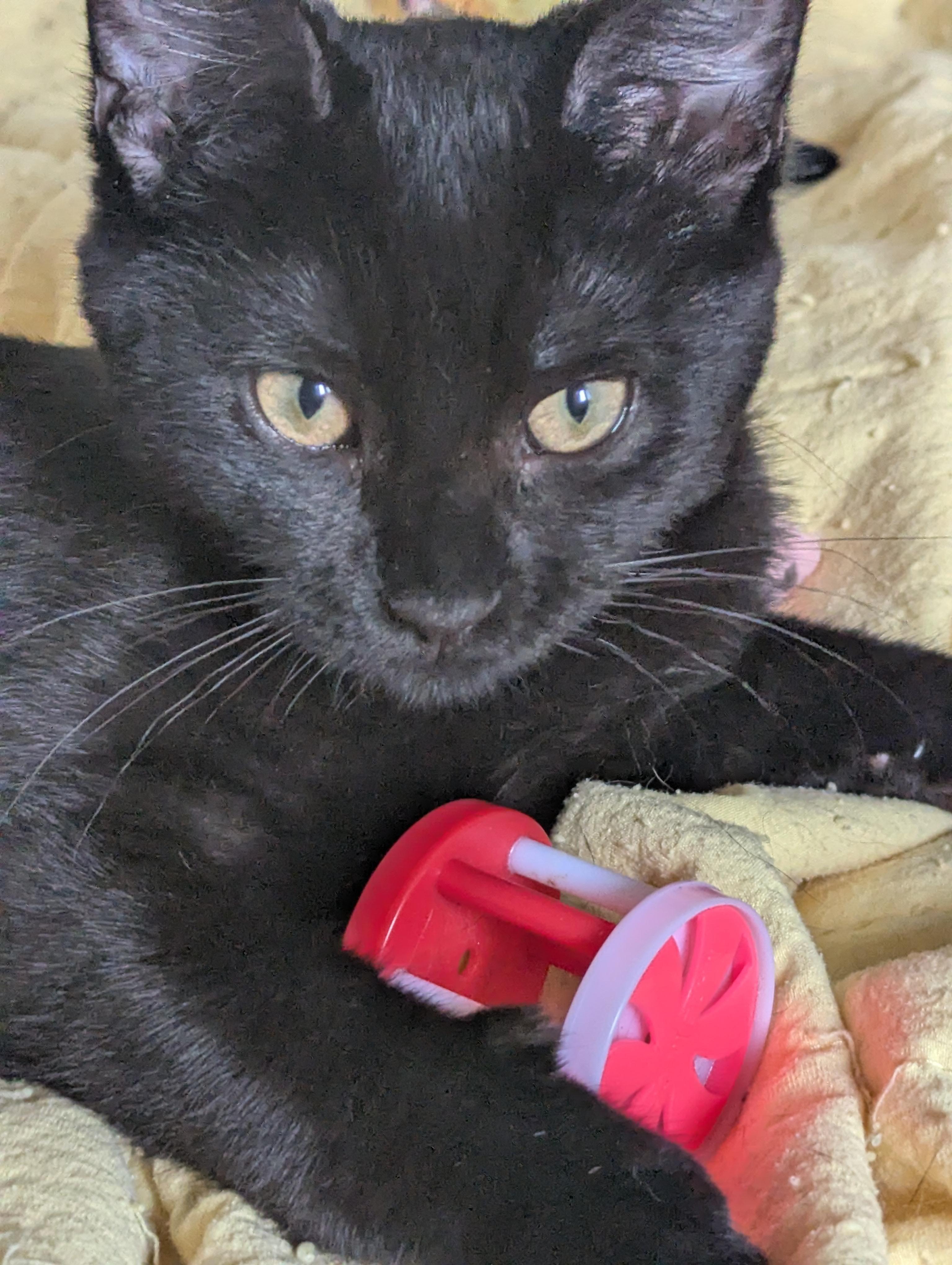 Nora, Adoptable, Kitten Female Domestic Short Hair.