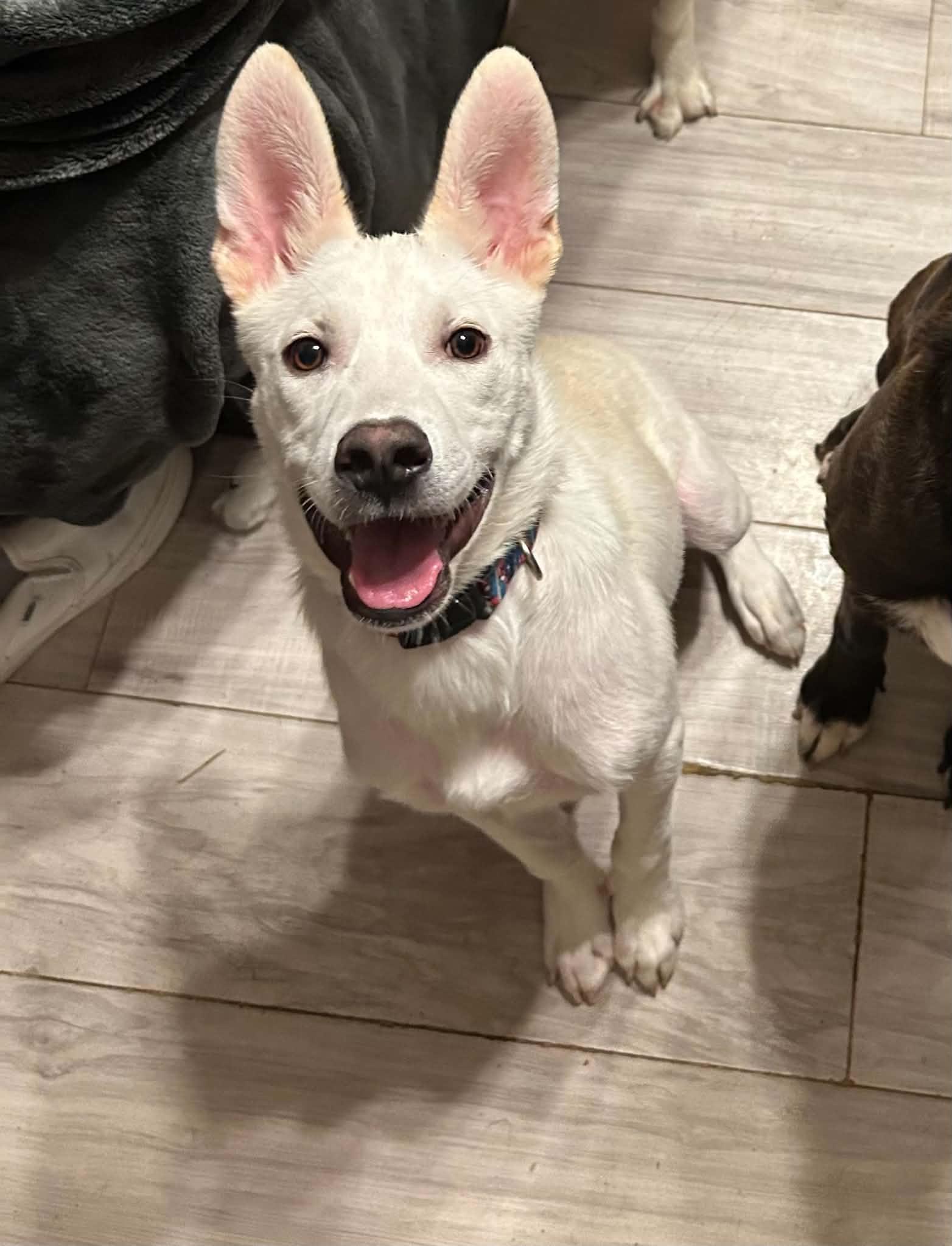Enlarge Gio J, a Adoptable mixed breed in Dallas, TX image 3/3