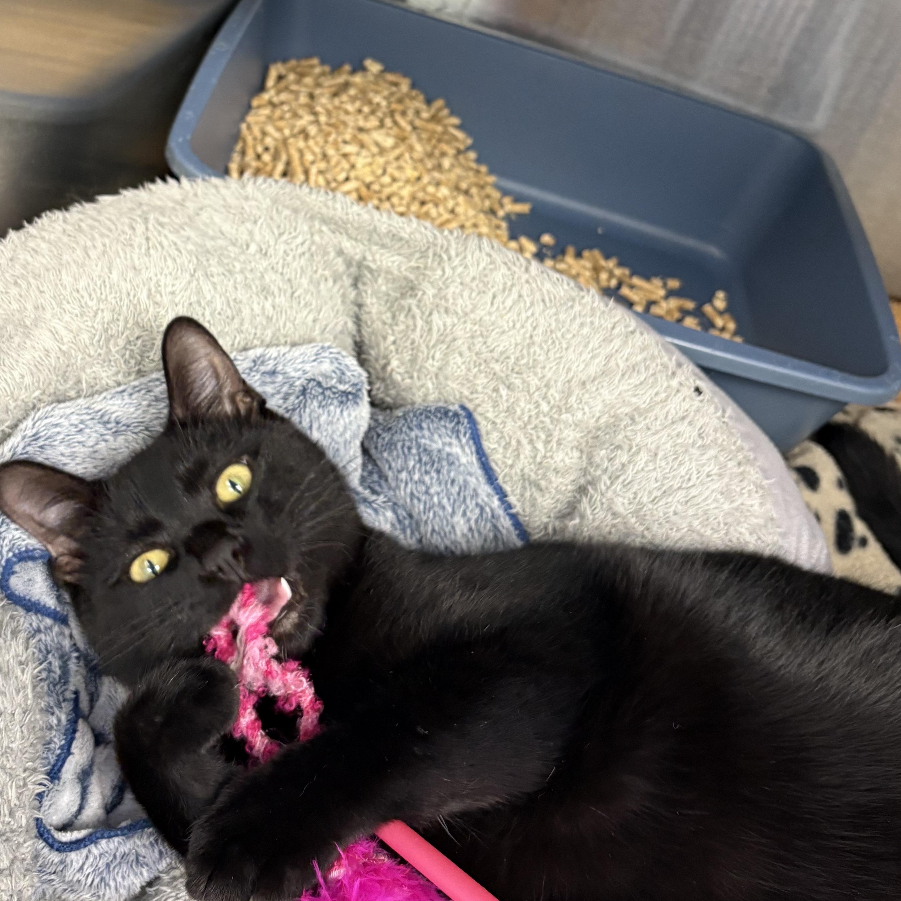Phantom, an adoptable Domestic Short Hair in Brooks, AB, T1R 1B2 | Photo Image 1