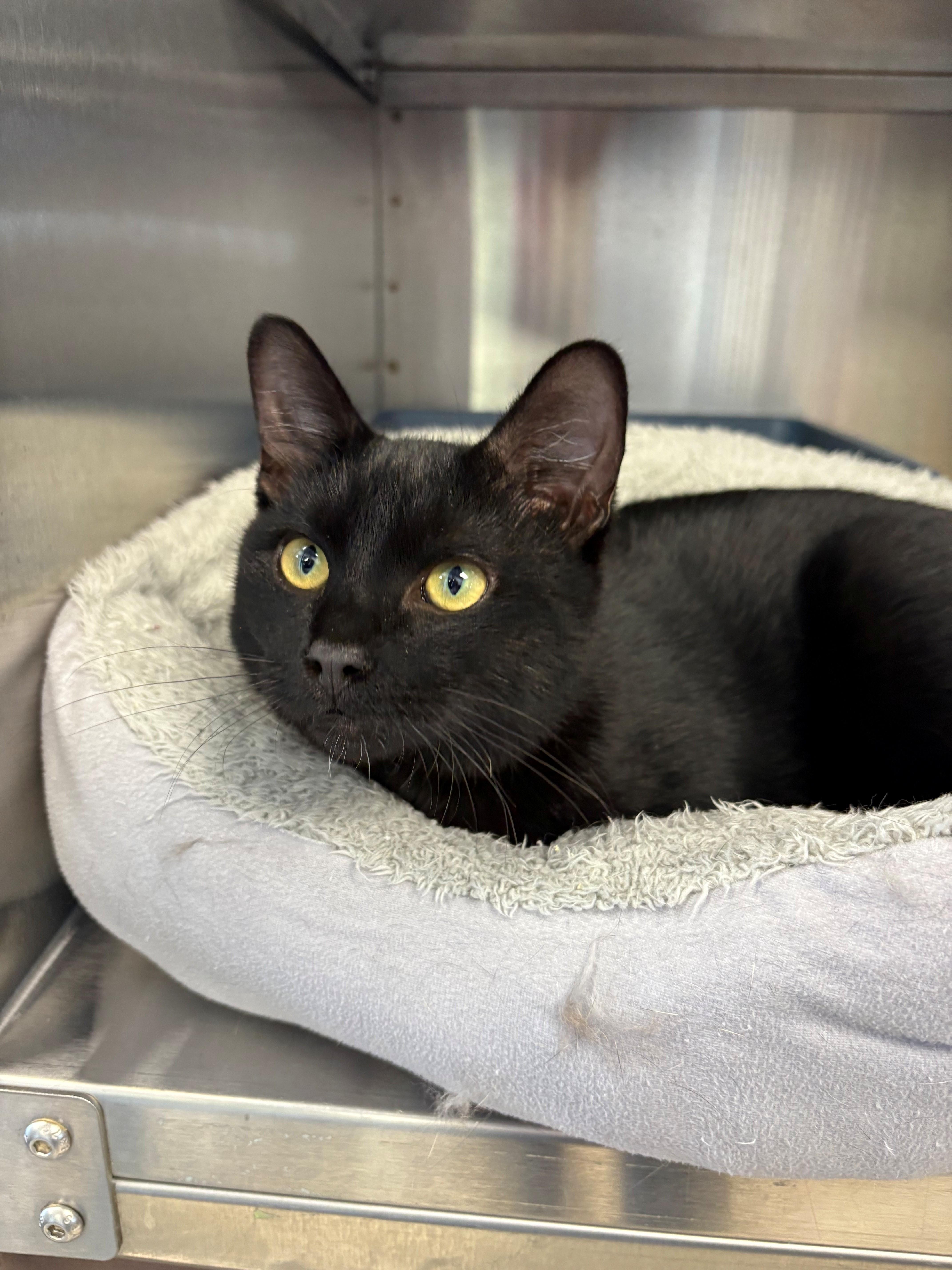 Phantom, an adoptable Domestic Short Hair in Brooks, AB, T1R 1B2 | Photo Image 2