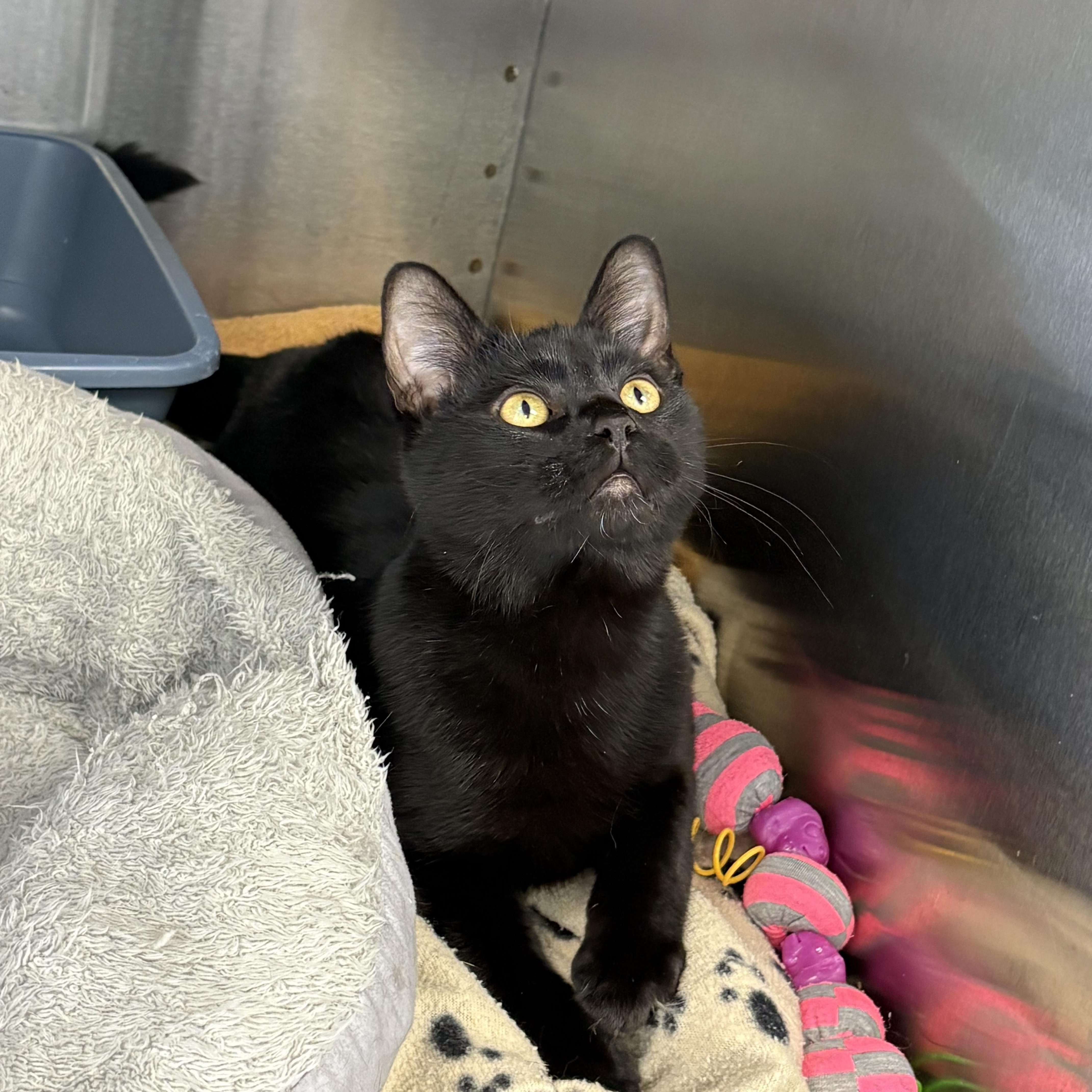 Phantom, an adoptable Domestic Short Hair in Brooks, AB, T1R 1B2 | Photo Image 3