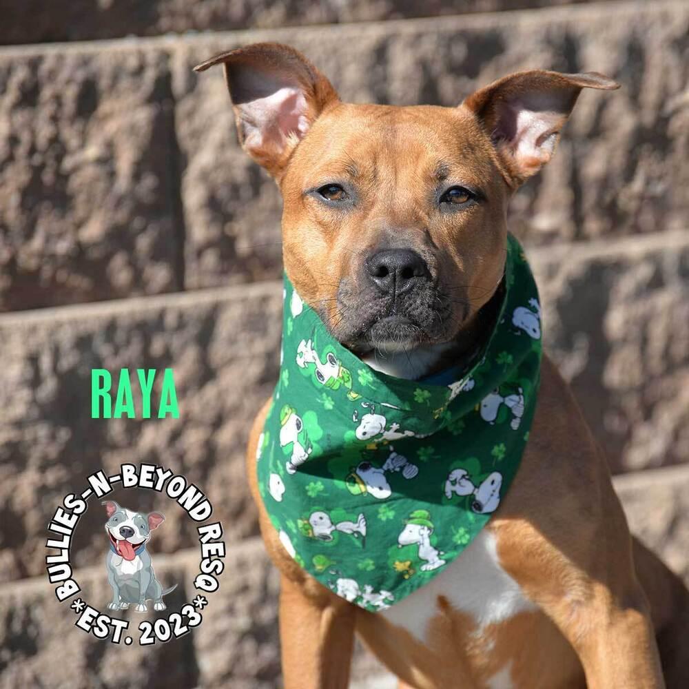 Raya, Adoptable, Puppy Female Boxer.