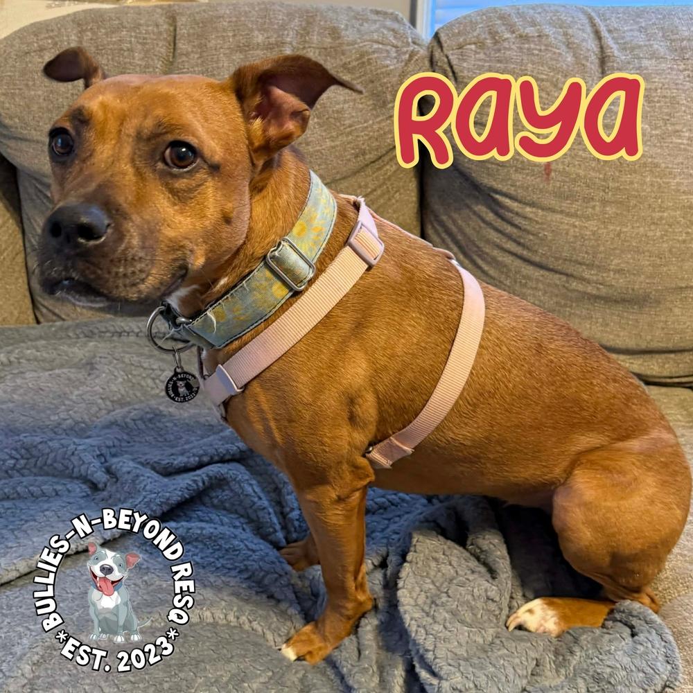 Enlarge Raya, a Adoptable mixed breed in Omaha, NE image 1/6
