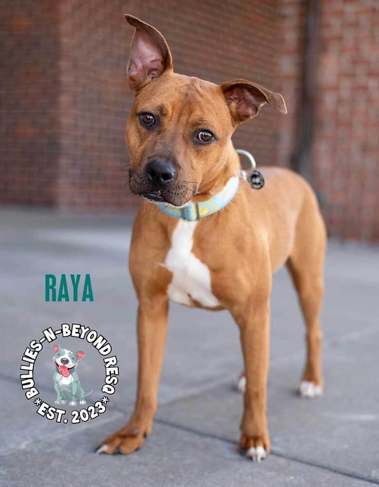 Enlarge Raya, a Adoptable mixed breed in Omaha, NE image 2/6