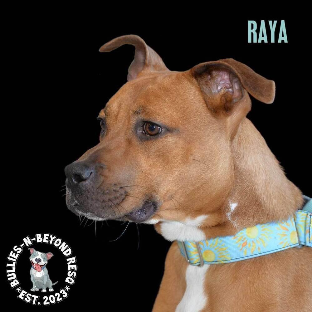Enlarge Raya, a Adoptable mixed breed in Omaha, NE image 3/6