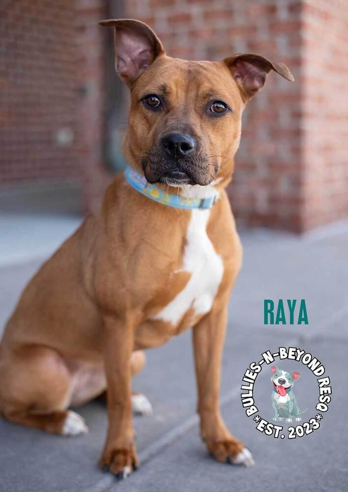 Enlarge Raya, a Adoptable mixed breed in Omaha, NE image 4/6