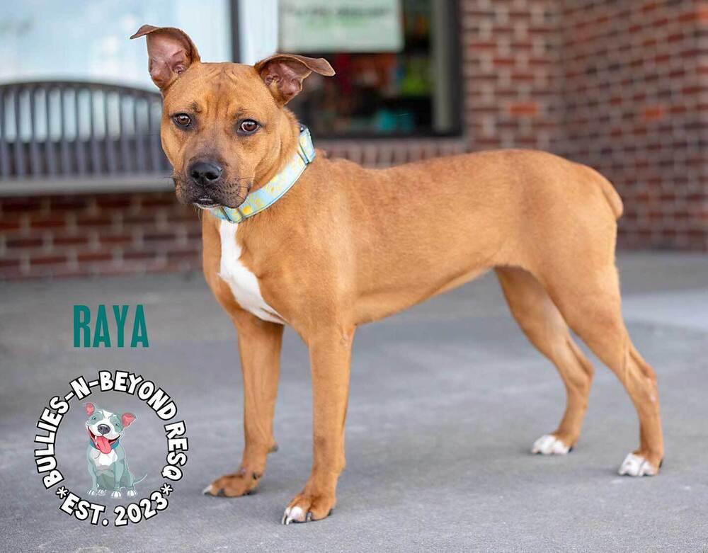 Enlarge Raya, a Adoptable mixed breed in Omaha, NE image 5/6