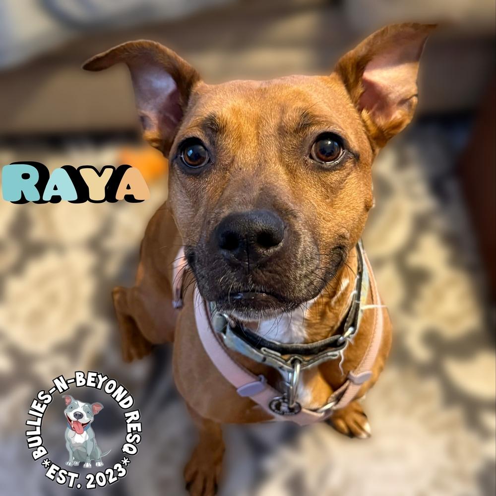 Enlarge Raya, a Adoptable mixed breed in Omaha, NE image 5/6