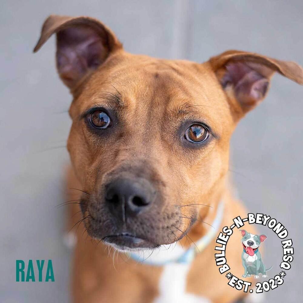 Enlarge Raya, a Adoptable mixed breed in Omaha, NE image 6/6