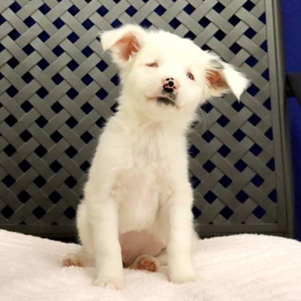 Miss Loretta, Adoptable, Puppy Female Australian Shepherd.