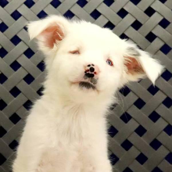 Enlarge Miss Loretta, a Adoptable mixed breed in Midland, TX image 2/2