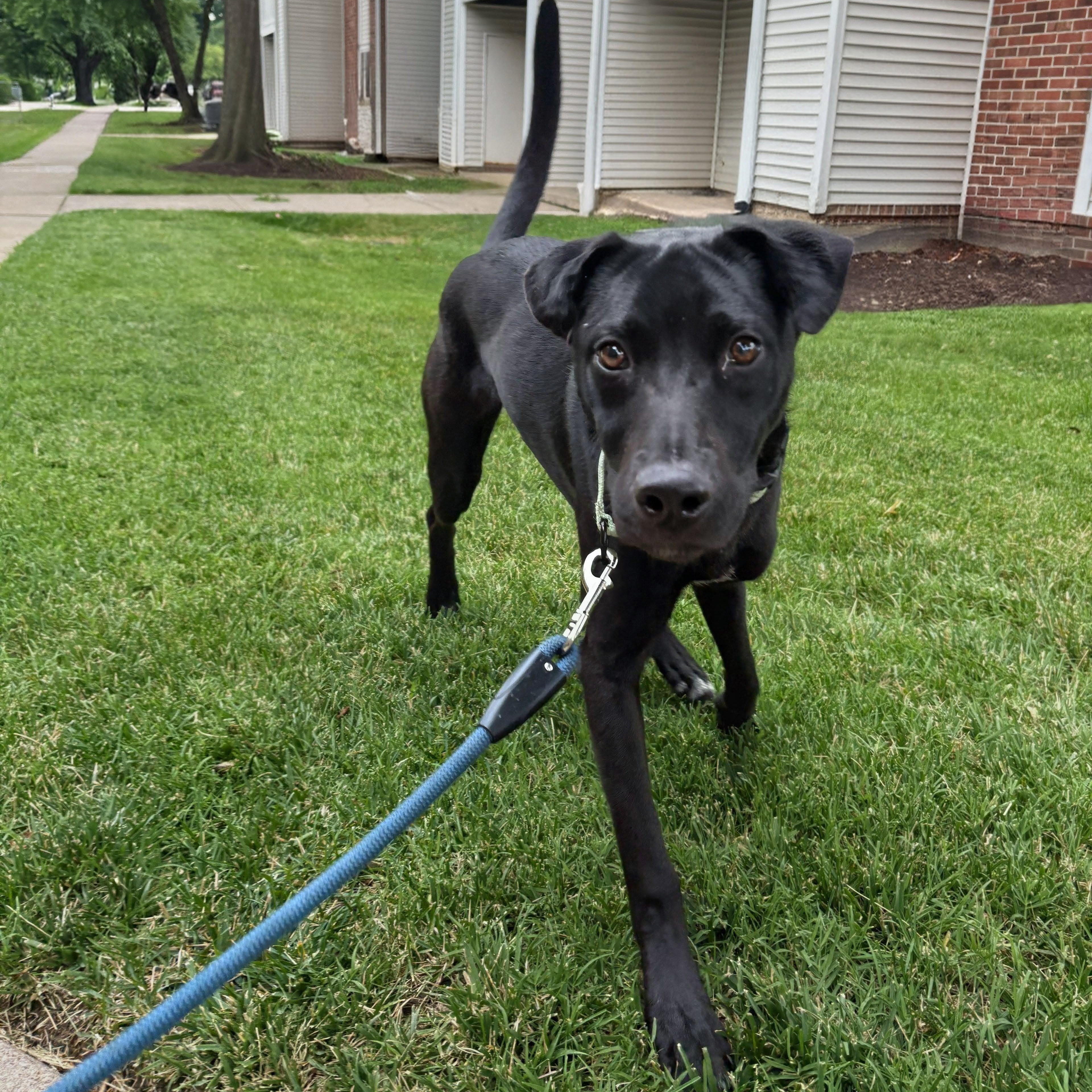 Nico, a Adoptable mixed breed in Baltimore, MD image 2/6