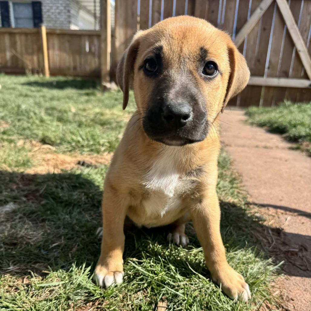 Mia Female 1, Adoptable, Puppy Female Mastiff.