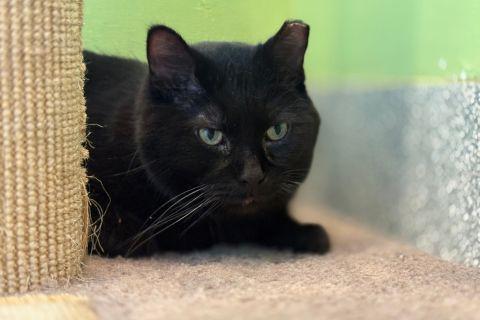 Enlarge Gavin, an adopted Domestic Short Hair in Chicago, IL image 4/4