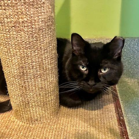 Enlarge Gavin, an adopted Domestic Short Hair in Chicago, IL image 2/4