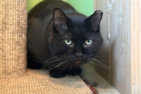 Enlarge Gavin, an adopted Domestic Short Hair in Chicago, IL image 3/4