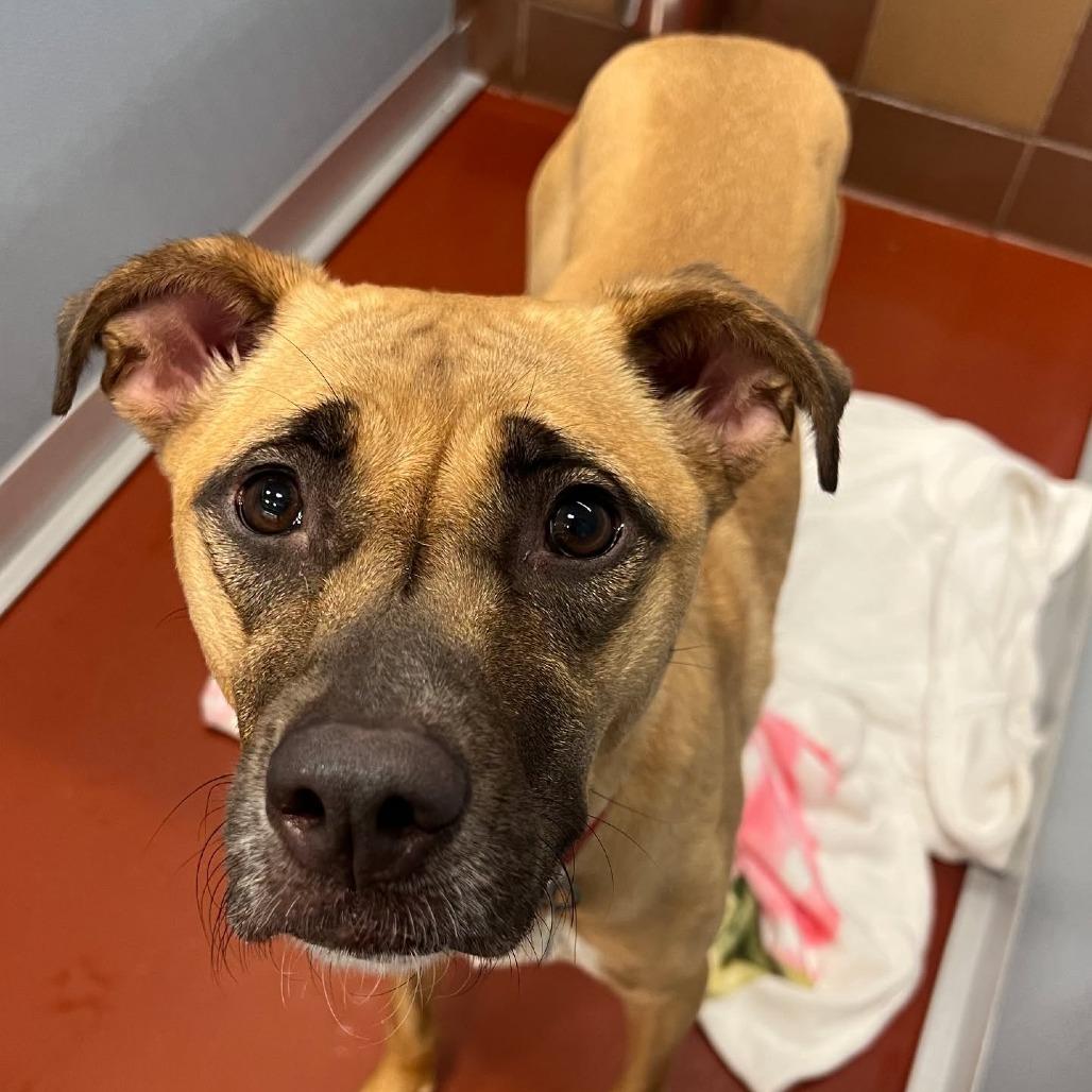 IR1490 Duchess, Adoptable, Adult Female Rhodesian Ridgeback & German Shorthaired Pointer.