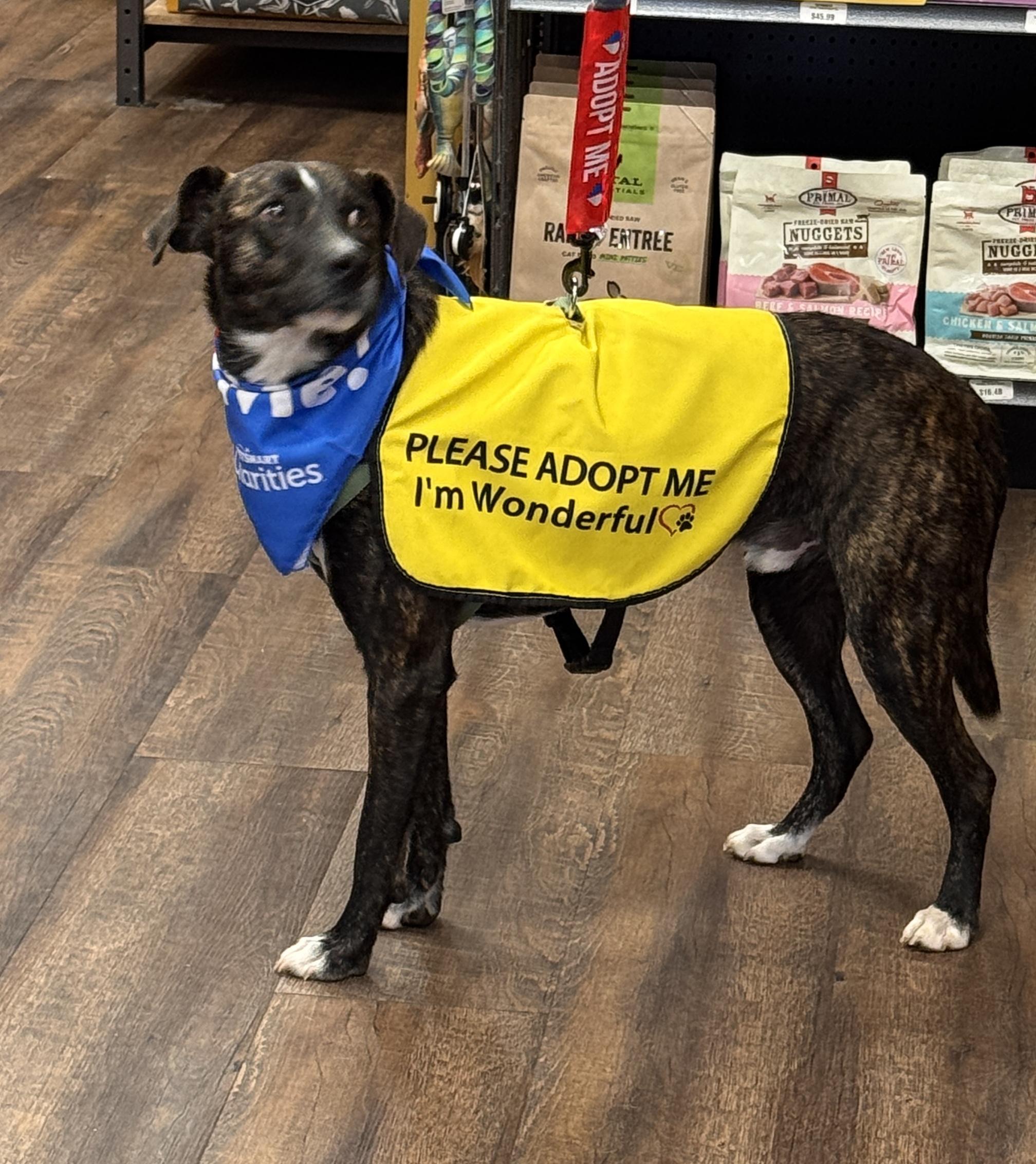 SIRIUS, a ADOPTABLE mixed breed in Grand Prairie, TX image 5/5