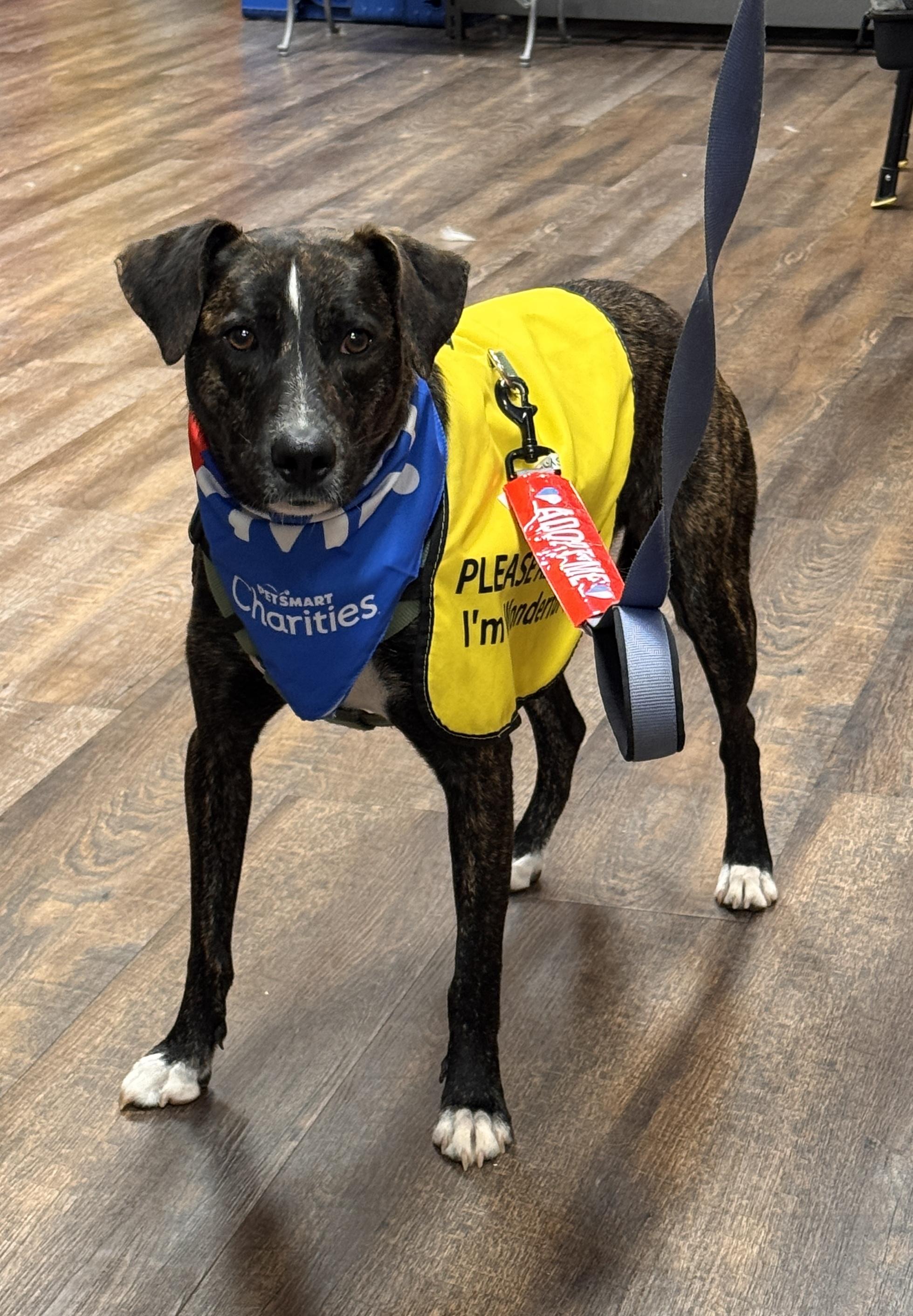 SIRIUS, a ADOPTABLE mixed breed in Grand Prairie, TX image 4/5