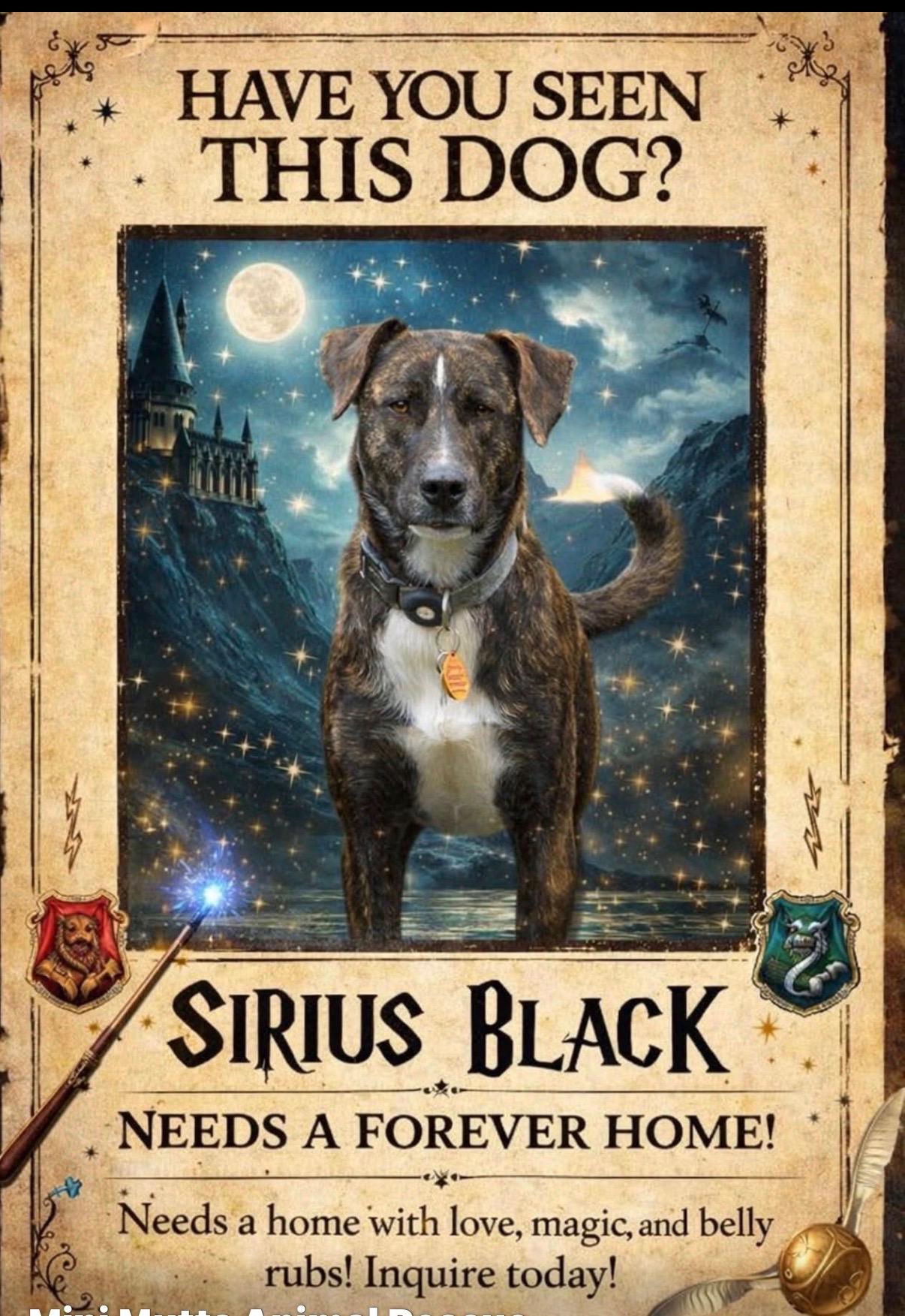 Enlarge SIRIUS, a ADOPTABLE mixed breed in Grand Prairie, TX image 6/6