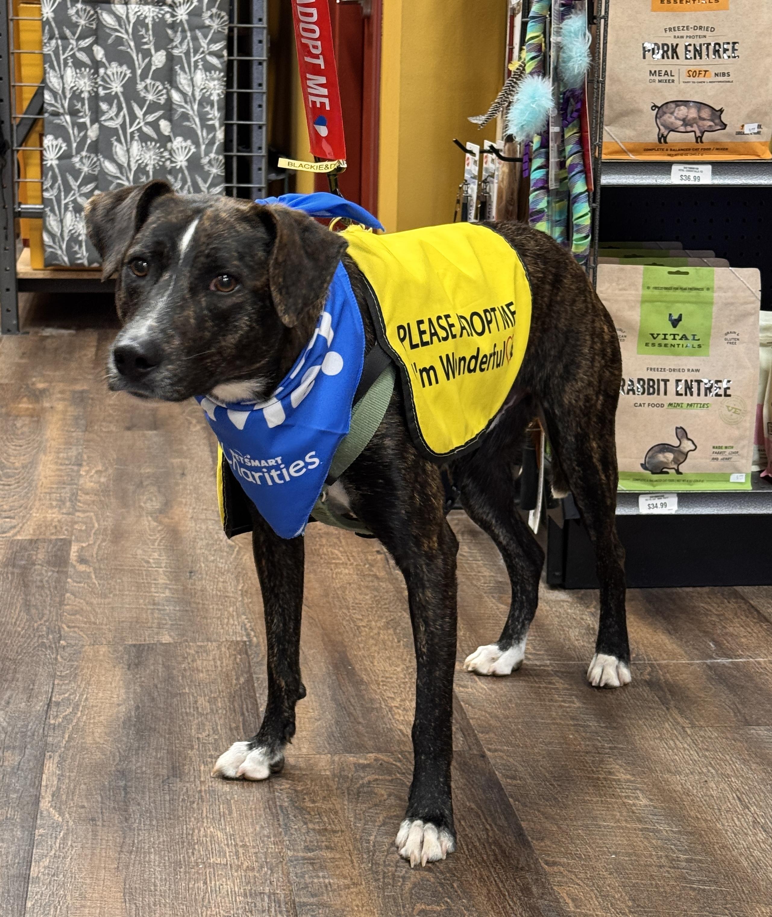 SIRIUS, a ADOPTABLE mixed breed in Grand Prairie, TX image 2/5
