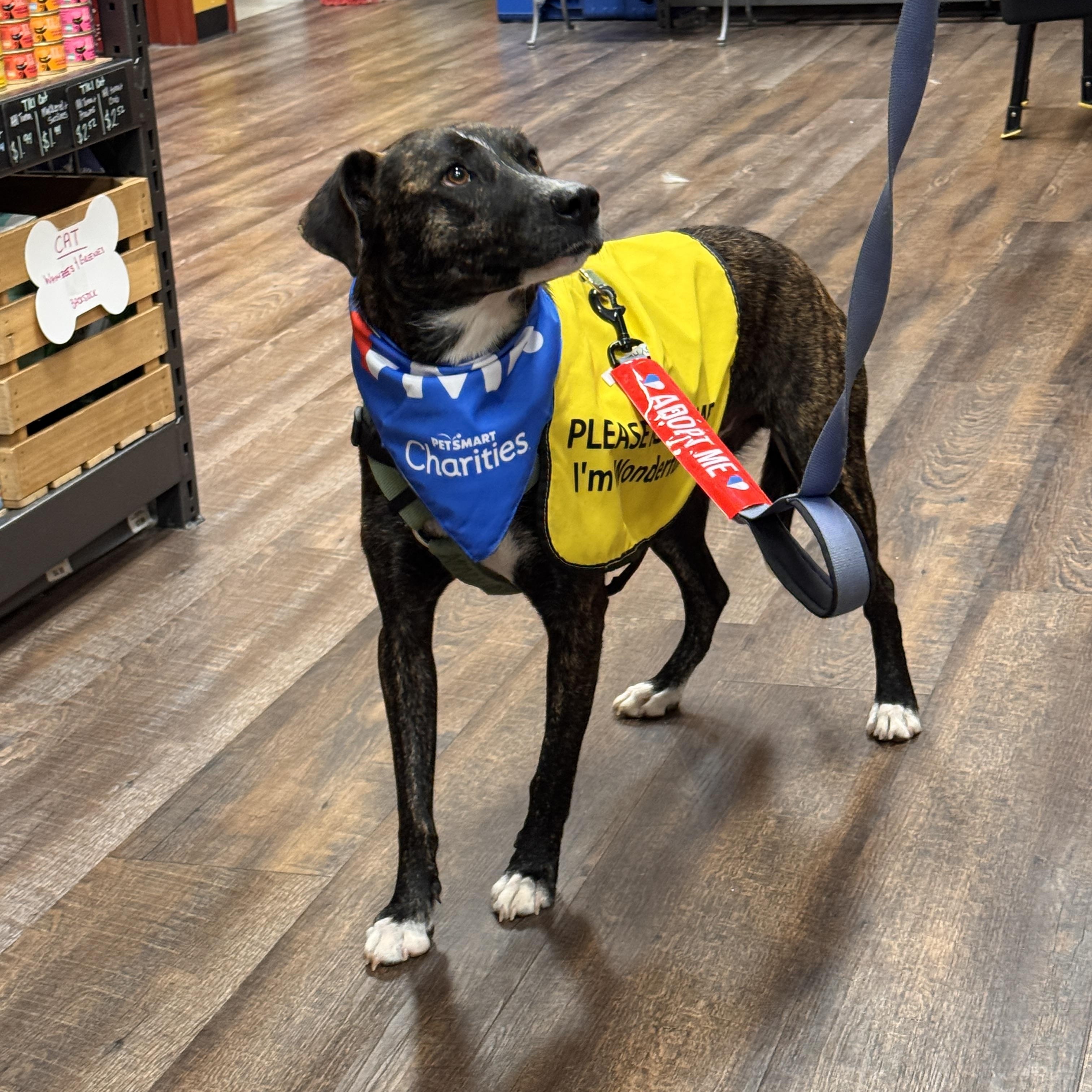 SIRIUS, ADOPTABLE, Adult Male Black Labrador Retriever.