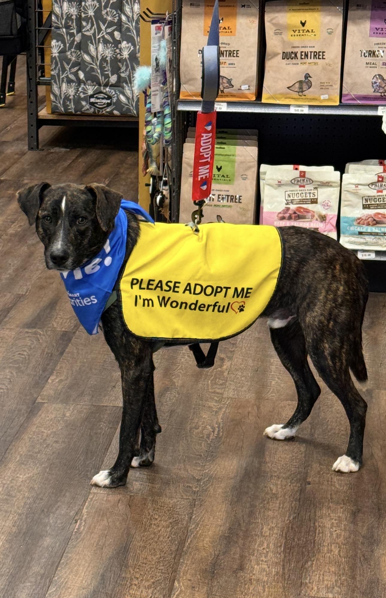 SIRIUS, a ADOPTABLE mixed breed in Grand Prairie, TX image 3/5