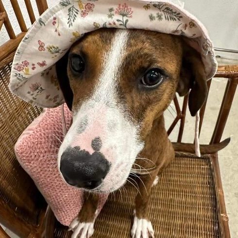 Enlarge Pastel, a Adoptable Mixed Breed in Fort Worth, TX image 1/1