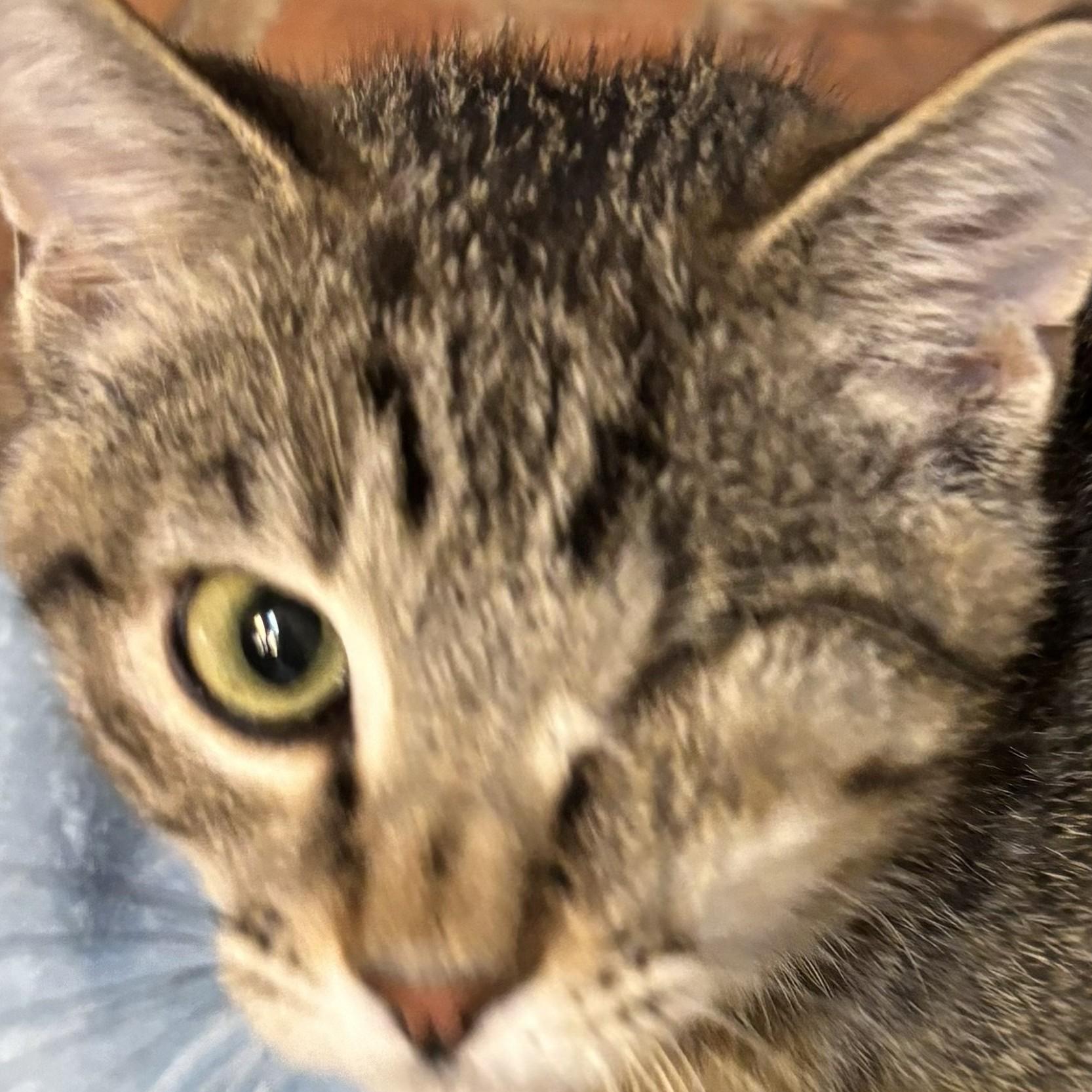 Enlarge Benny, a Adopted mixed breed in Buhl, ID image 1/3