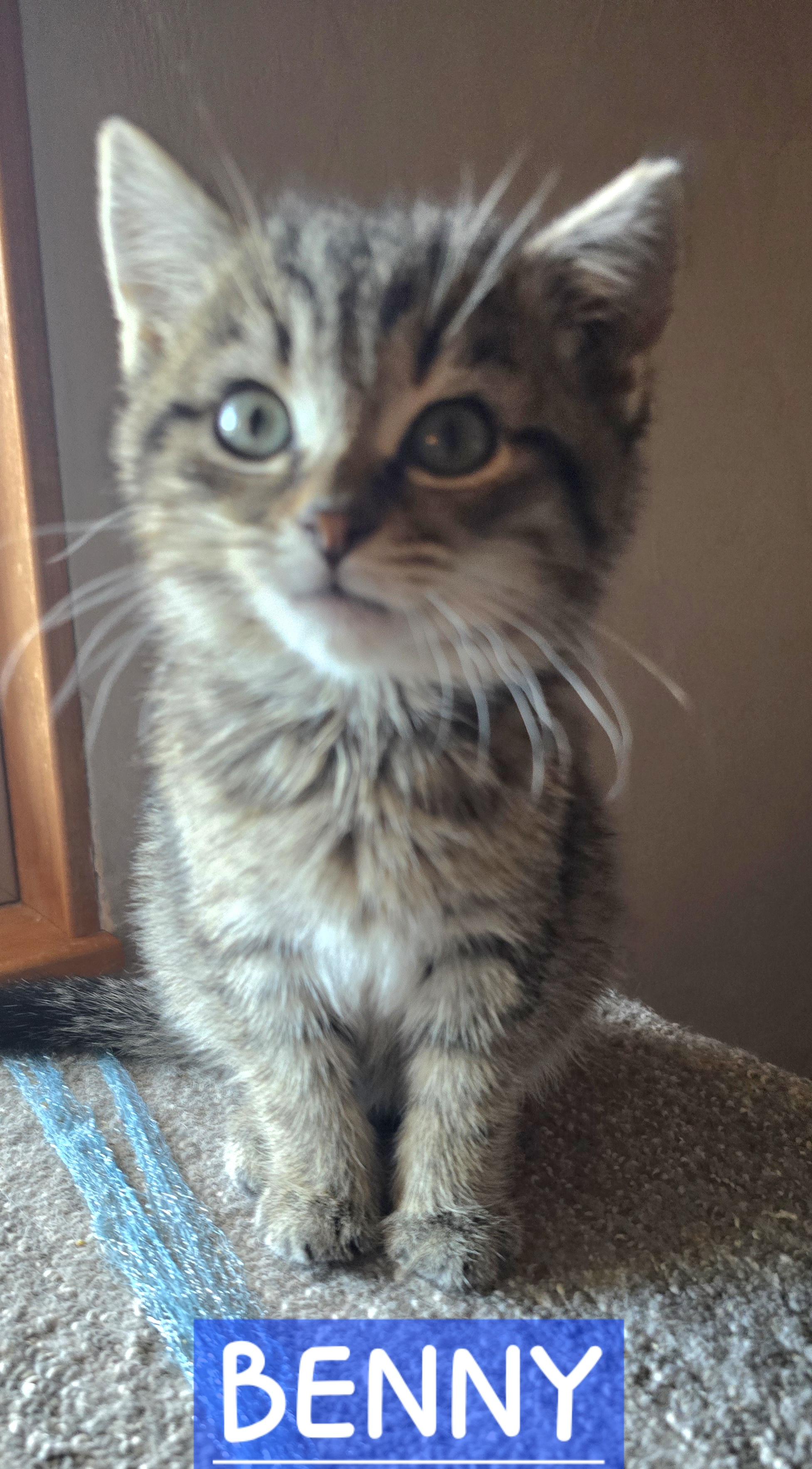 Enlarge Benny, a Adopted mixed breed in Buhl, ID image 2/3