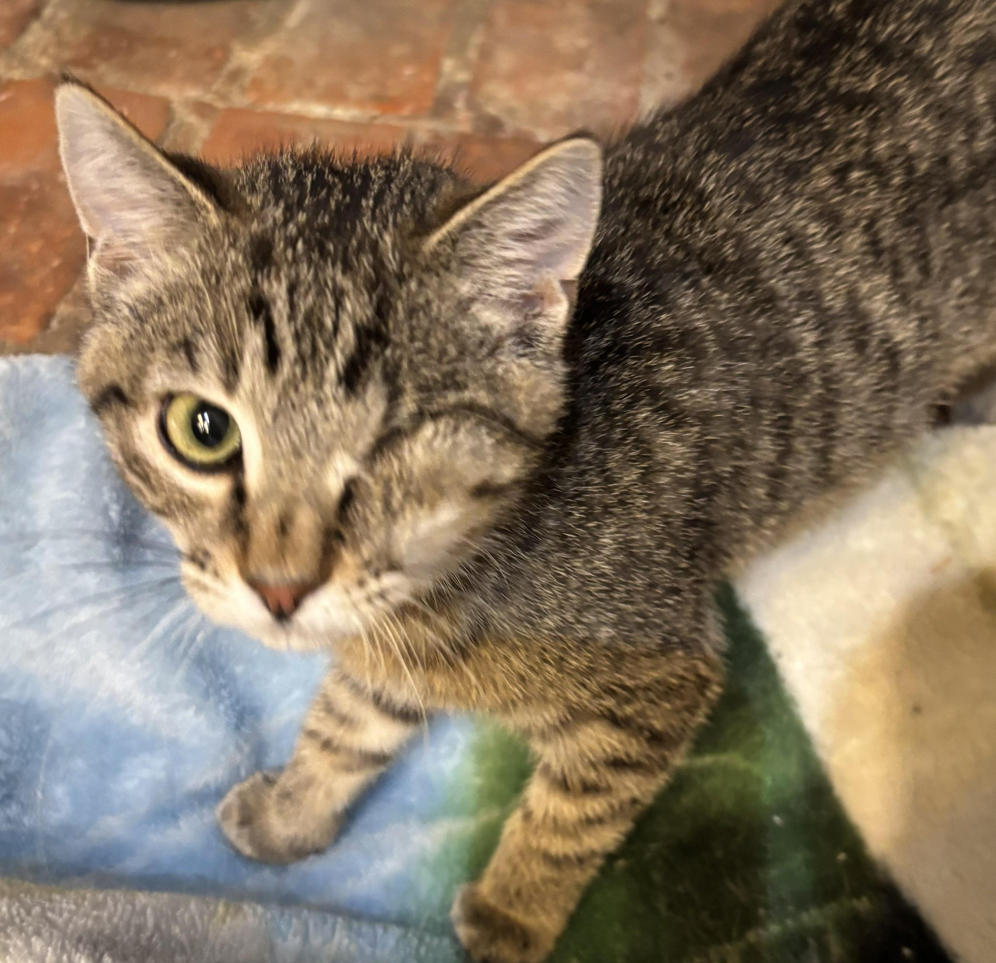 Enlarge Benny, a Adopted mixed breed in Buhl, ID image 3/3