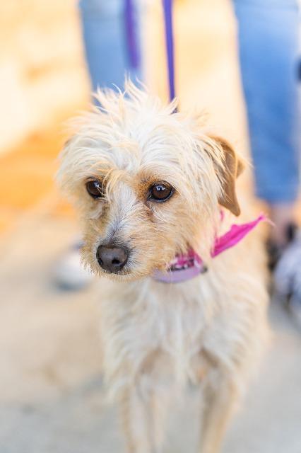 Mitzi, a Adopted mixed breed in Manhattan Beach, CA image 2/4