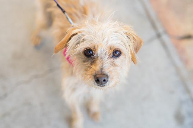 Mitzi, a Adopted mixed breed in Manhattan Beach, CA image 3/4