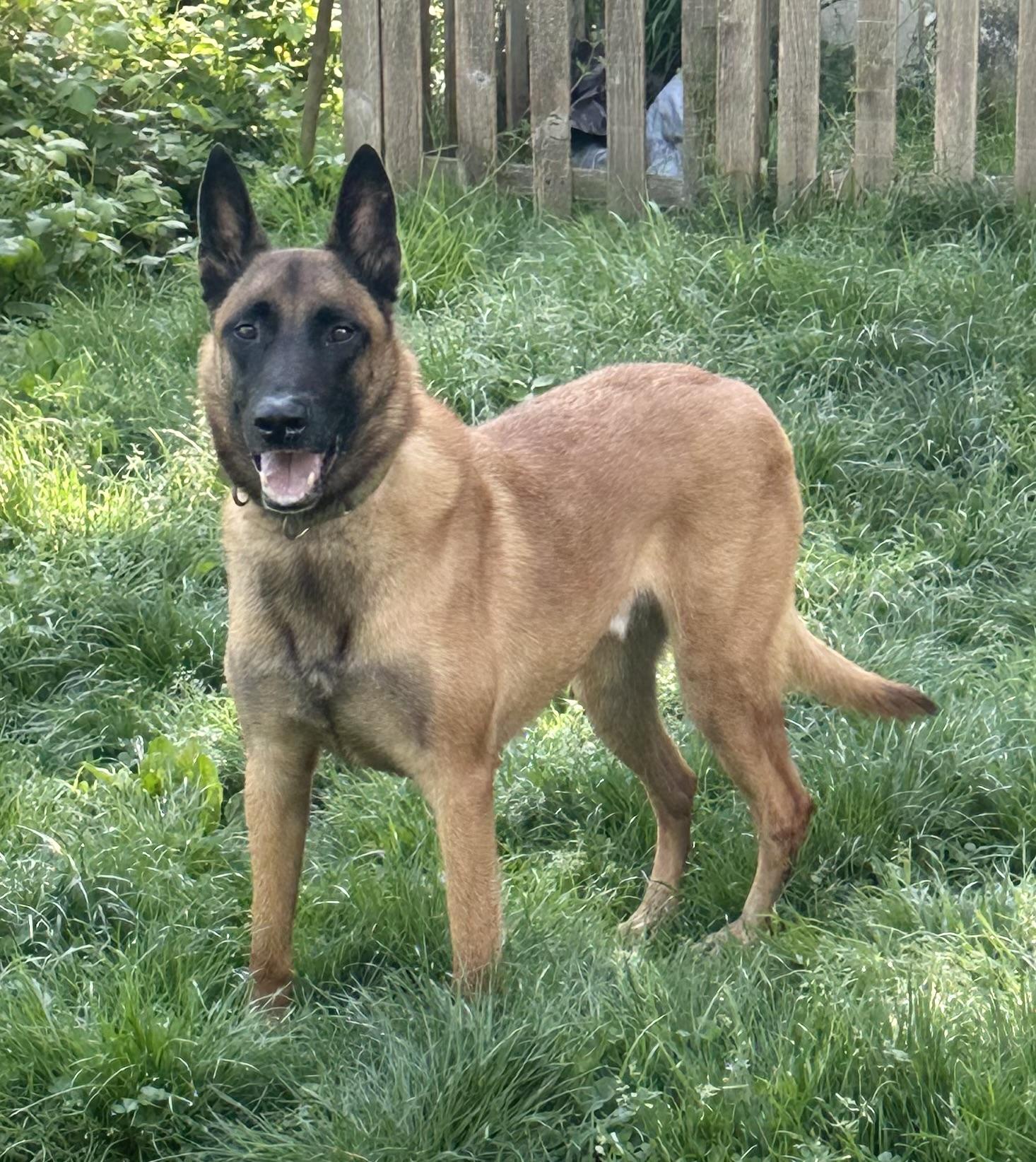 Enlarge Kayce, a Adoptable mixed breed in Bellingham, WA image 1/2