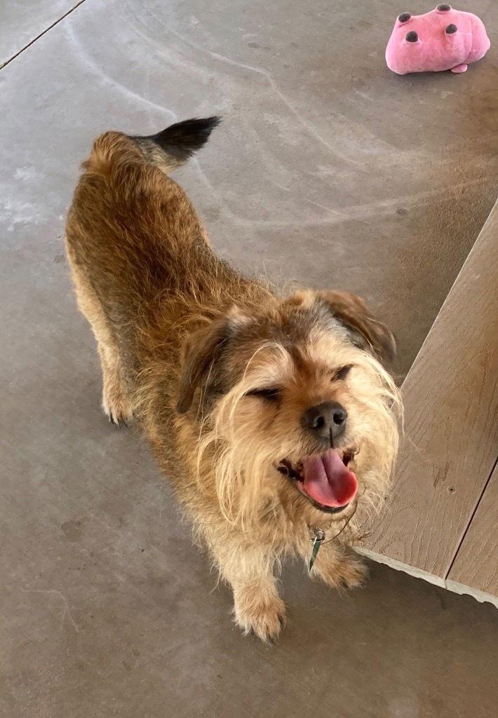 Enlarge Benji, a Adoptable Terrier in Emmett, ID image 1/1