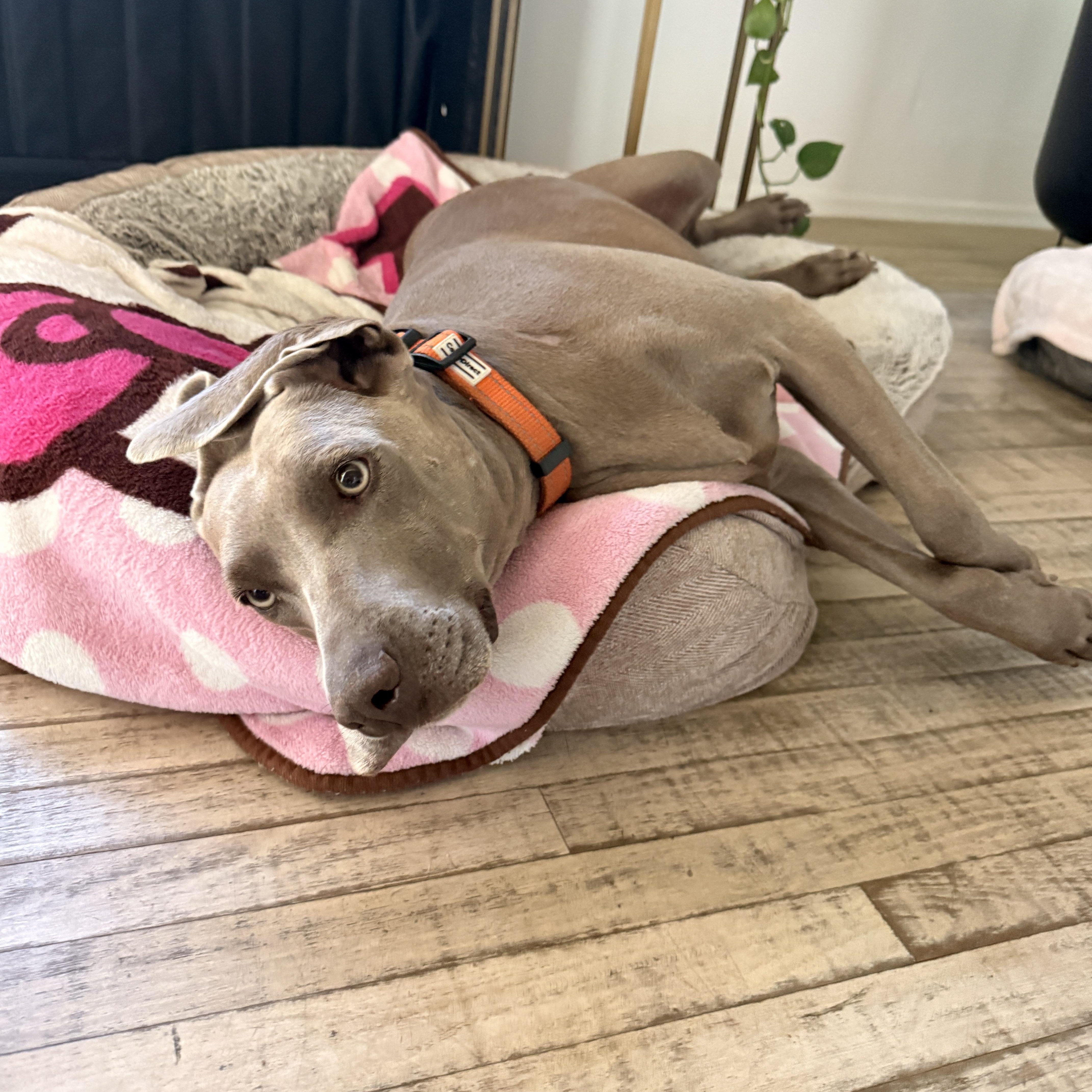 Enlarge Lara, a Adoptable Weimaraner in San Diego, CA image 5/6