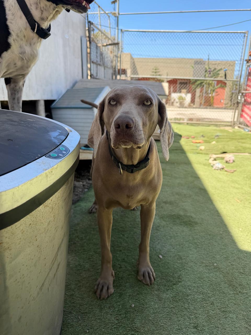Enlarge Lara, a Adoptable Weimaraner in San Diego, CA image 6/6