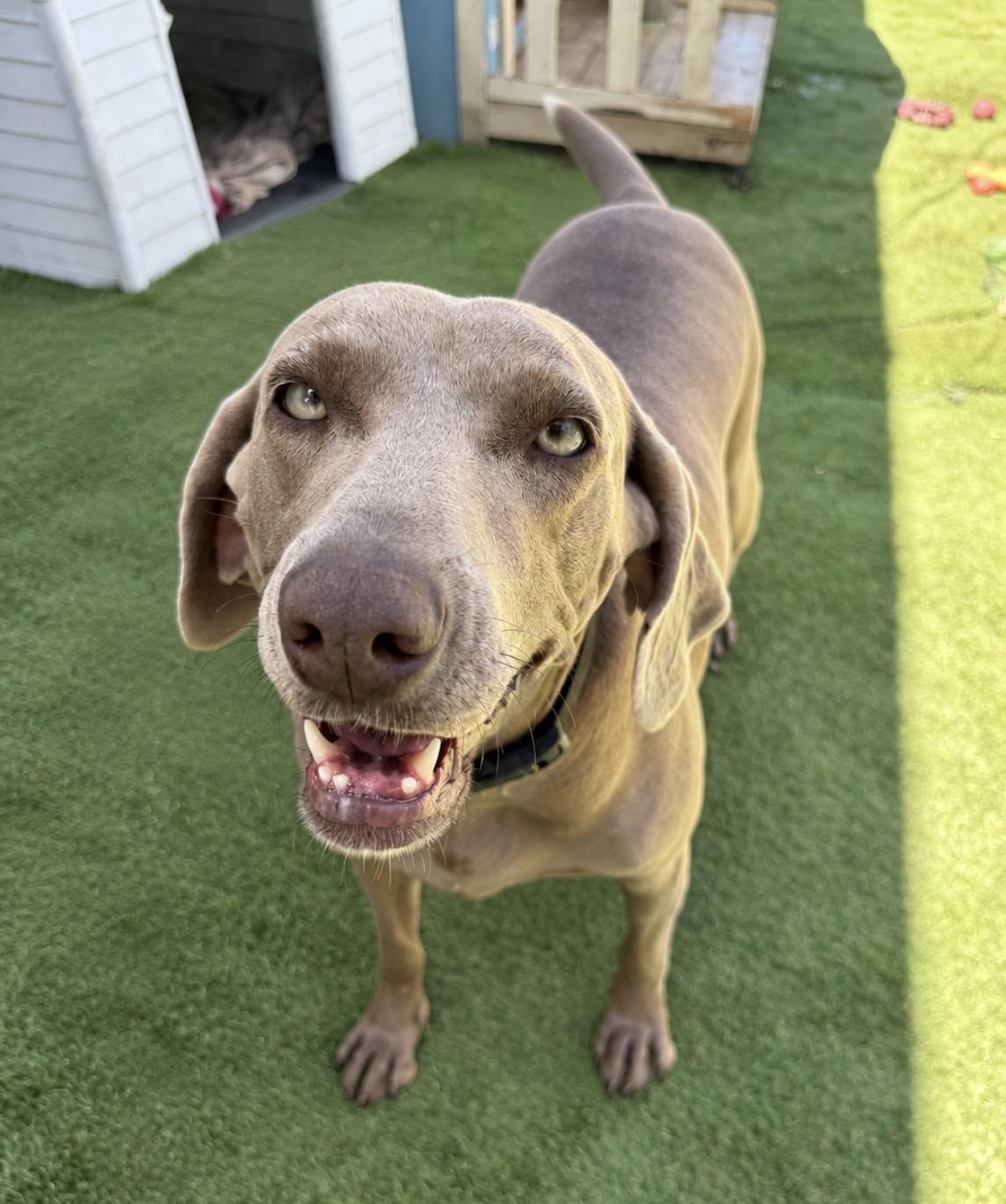 Enlarge Lara, a Adoptable Weimaraner in San Diego, CA image 1/6