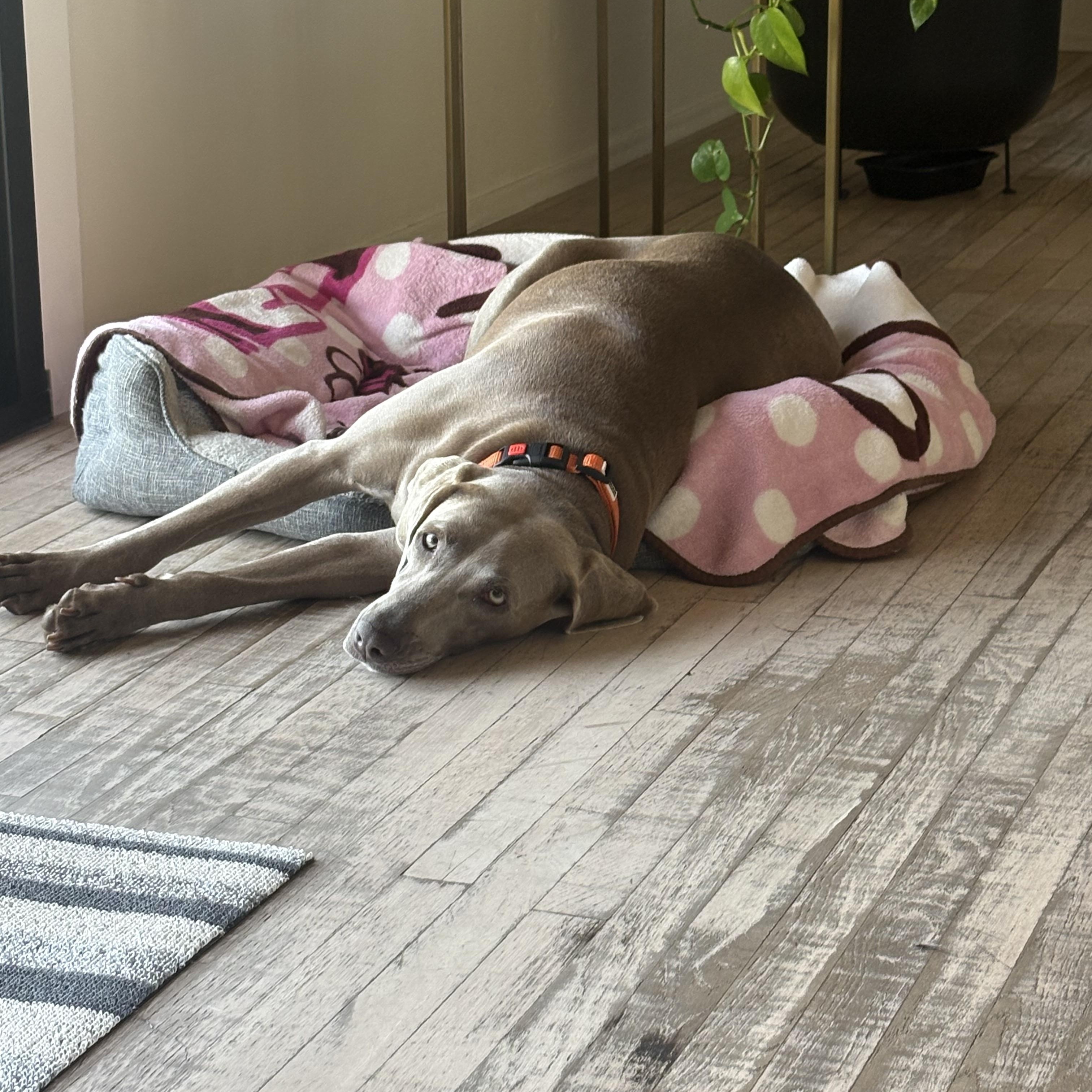 Enlarge Lara, a Adoptable Weimaraner in San Diego, CA image 3/6