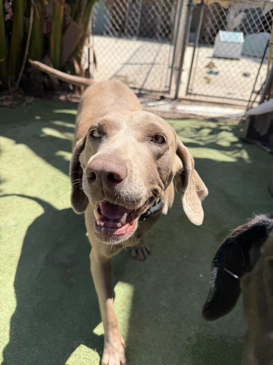 Enlarge Lara, a Adoptable Weimaraner in San Diego, CA image 4/6