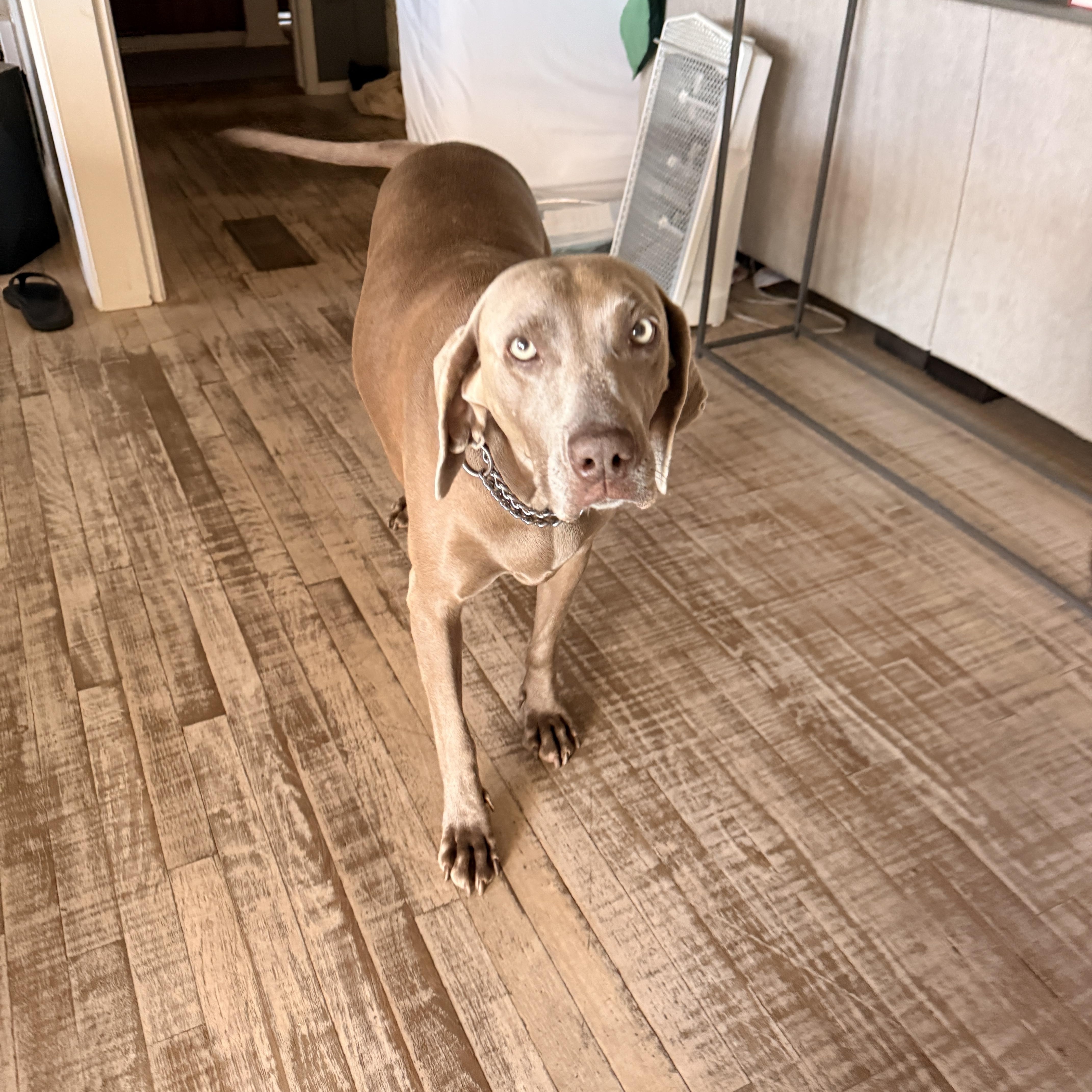 Enlarge Lara, a Adoptable Weimaraner in San Diego, CA image 2/6