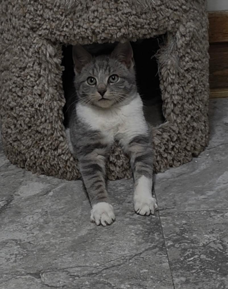 Enlarge Ale, a ADOPTABLE Domestic Short Hair in Reisterstown, MD image 3/4