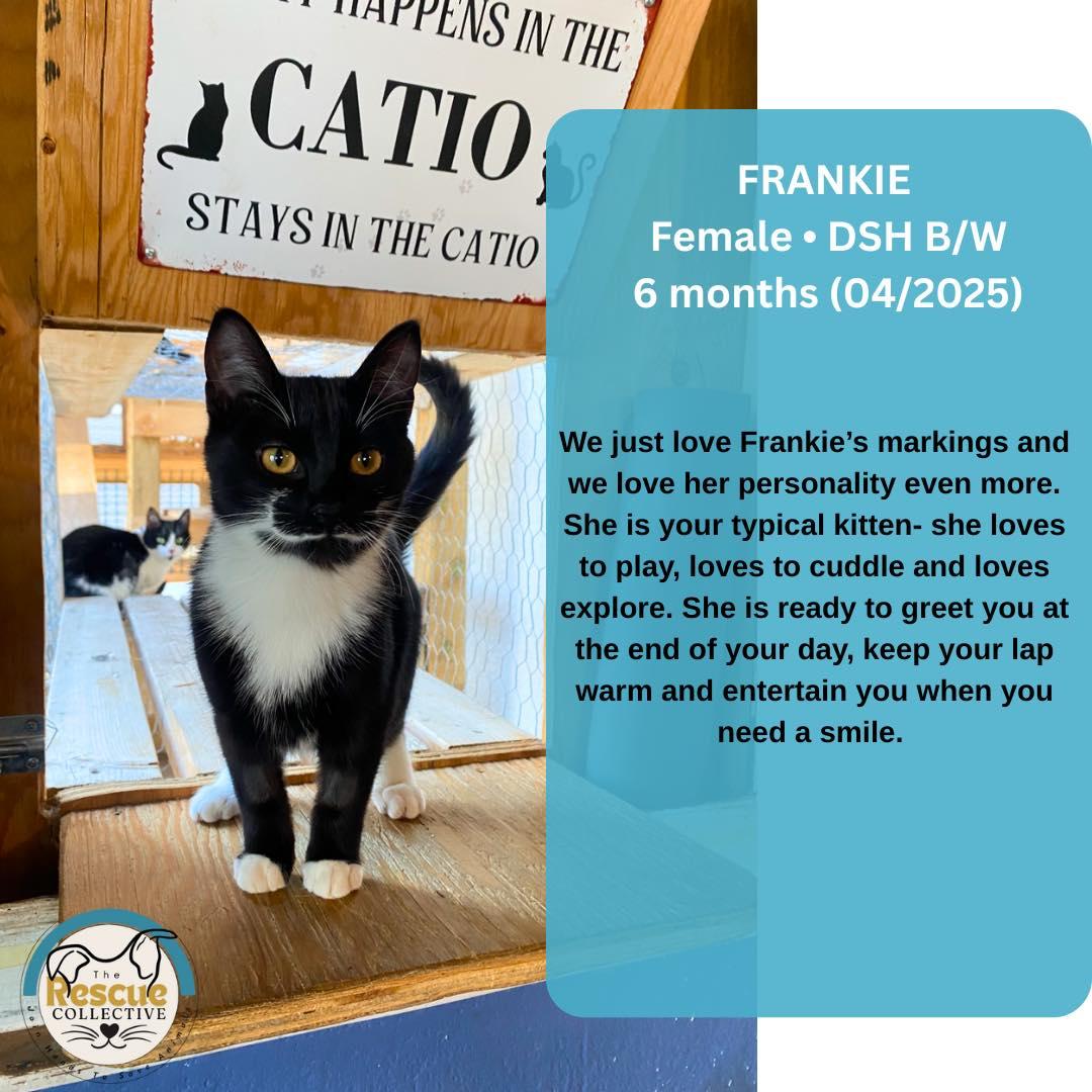 Frankie, an adoptable Domestic Short Hair in Clive, AB, T0C 0Y0 | Photo Image 1