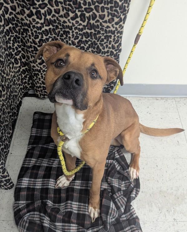 *Lucas*, Adoptable, Adult Male Boxer.